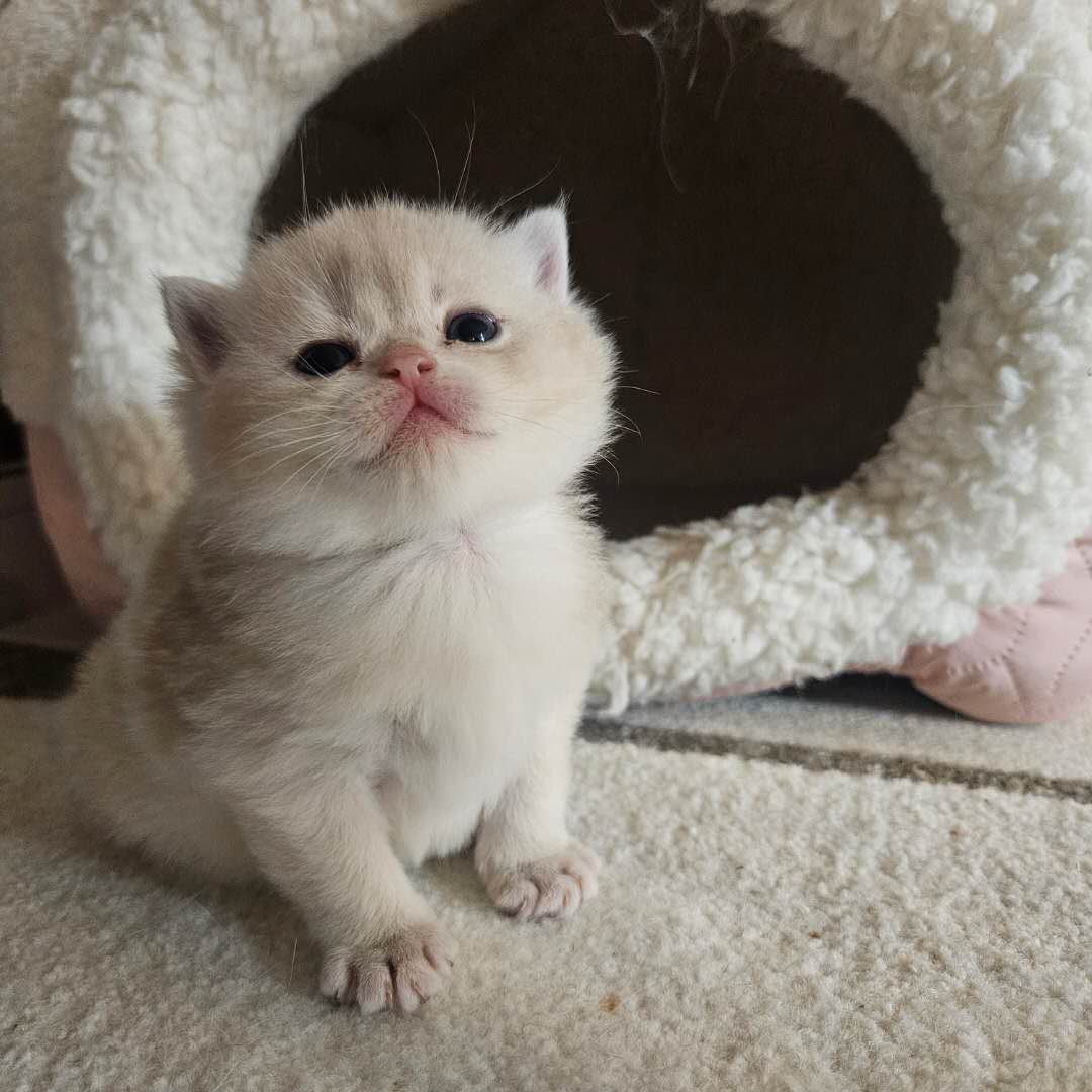 販売-上品な可愛らしさにあふれた子猫の画像