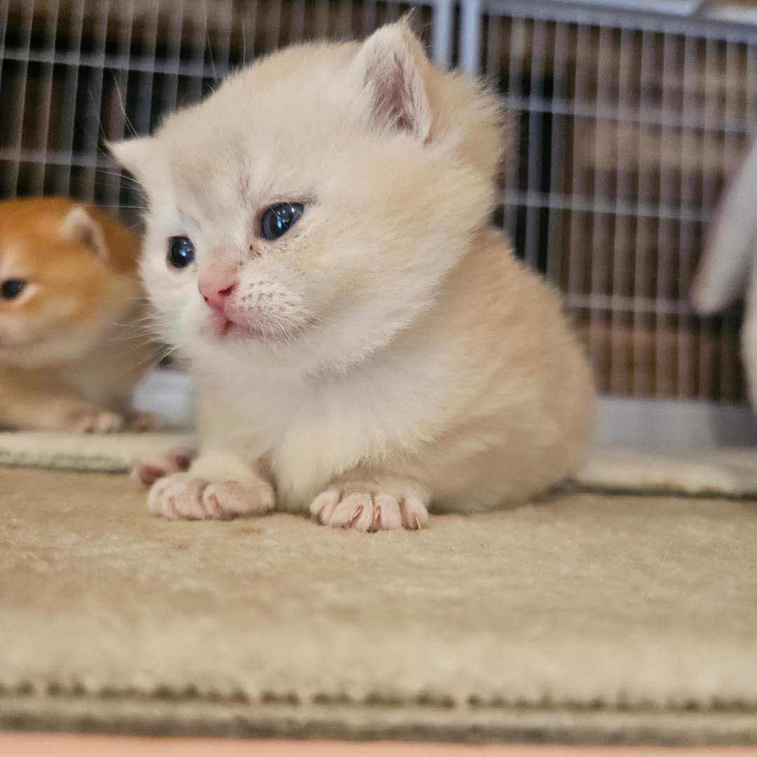 母猫にも特に愛され、たっぷりの愛情を受けながら健やかに育っていますの画像