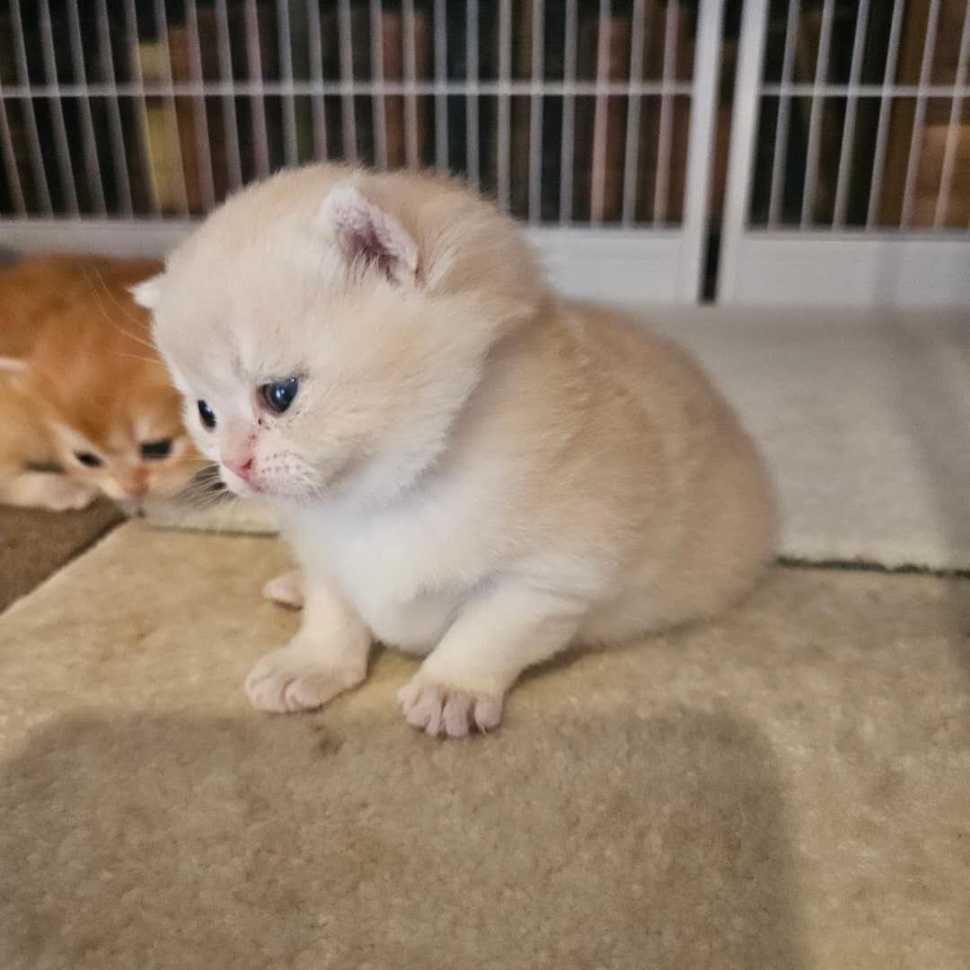 販売-上品な可愛らしさにあふれた子猫の画像