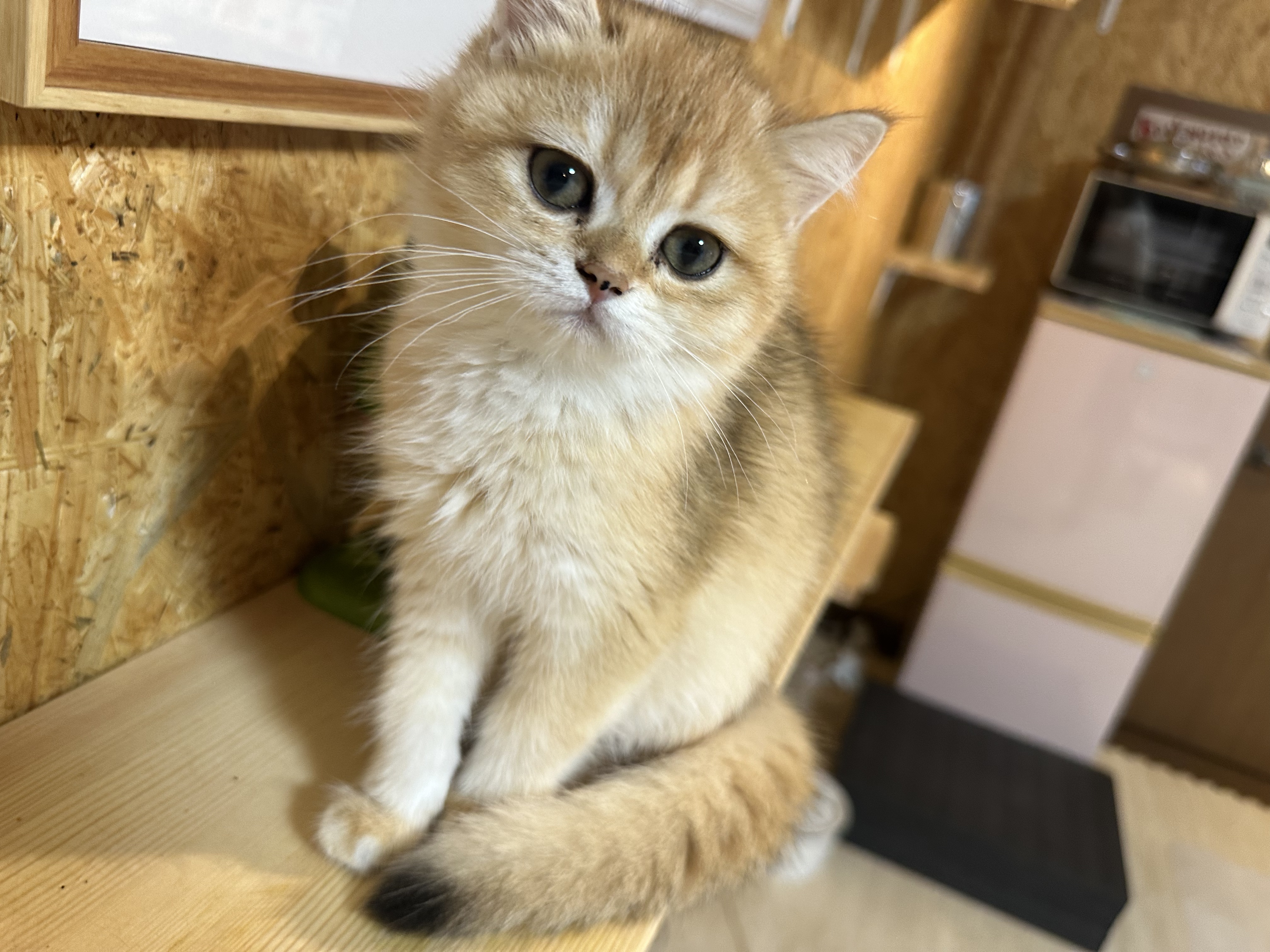 元気いっぱいで可愛さあふれる女の子ですの画像
