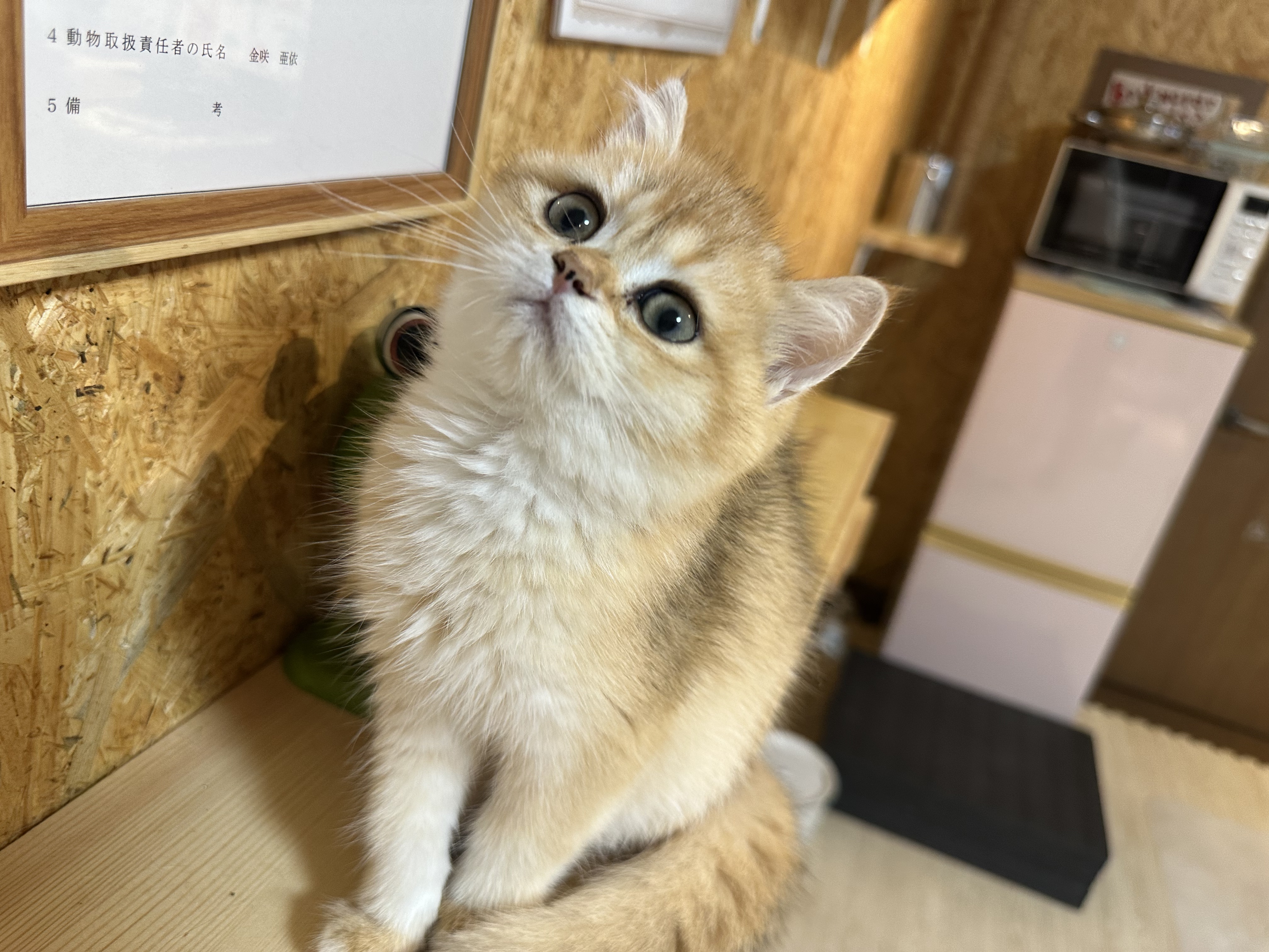 キラキラ輝く瞳と、甘えん坊で人懐っこい性格が大きな魅力ですの画像