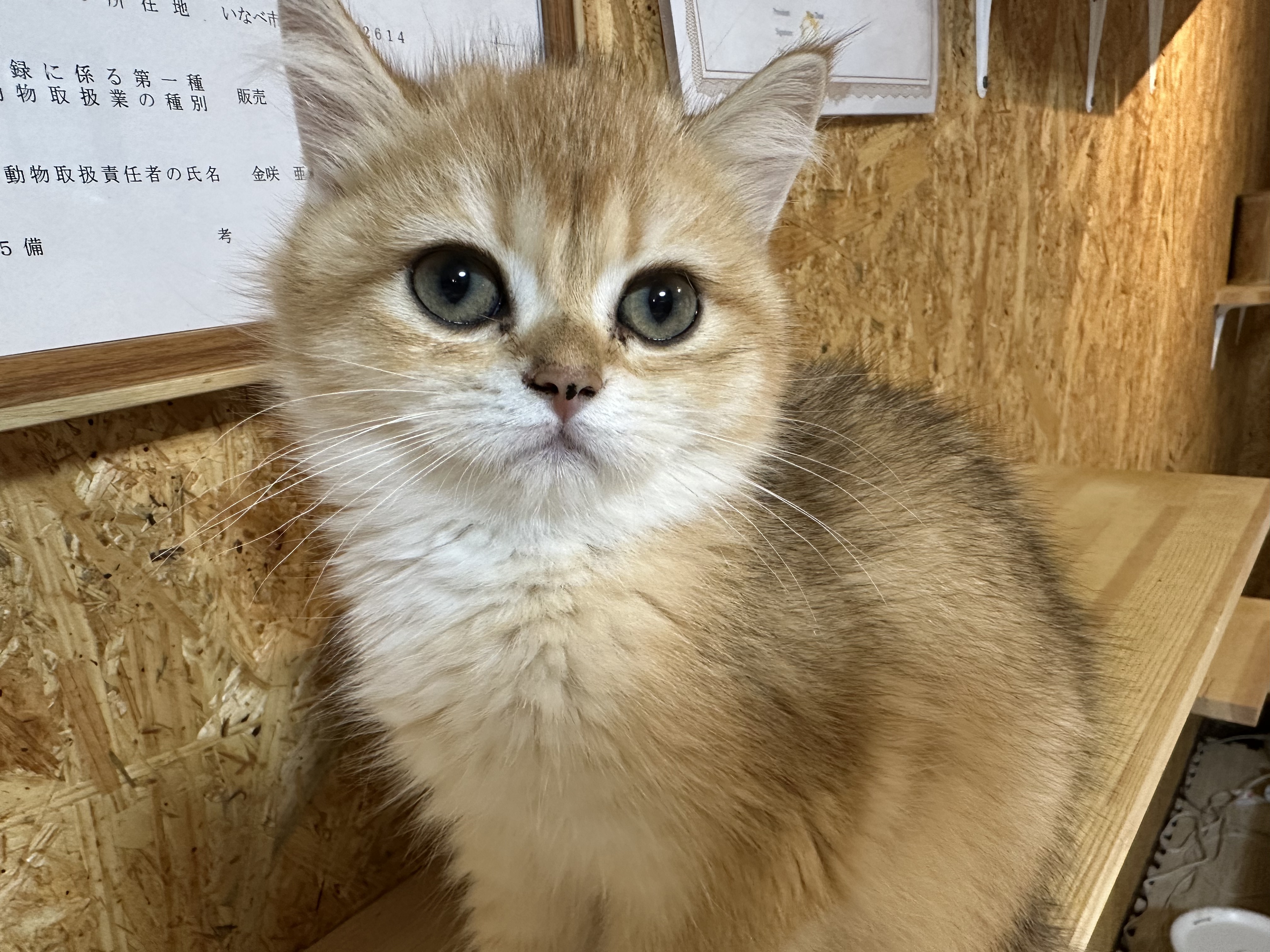 見ているだけで癒され、そばにいると自然と笑顔になれるような存在ですの画像
