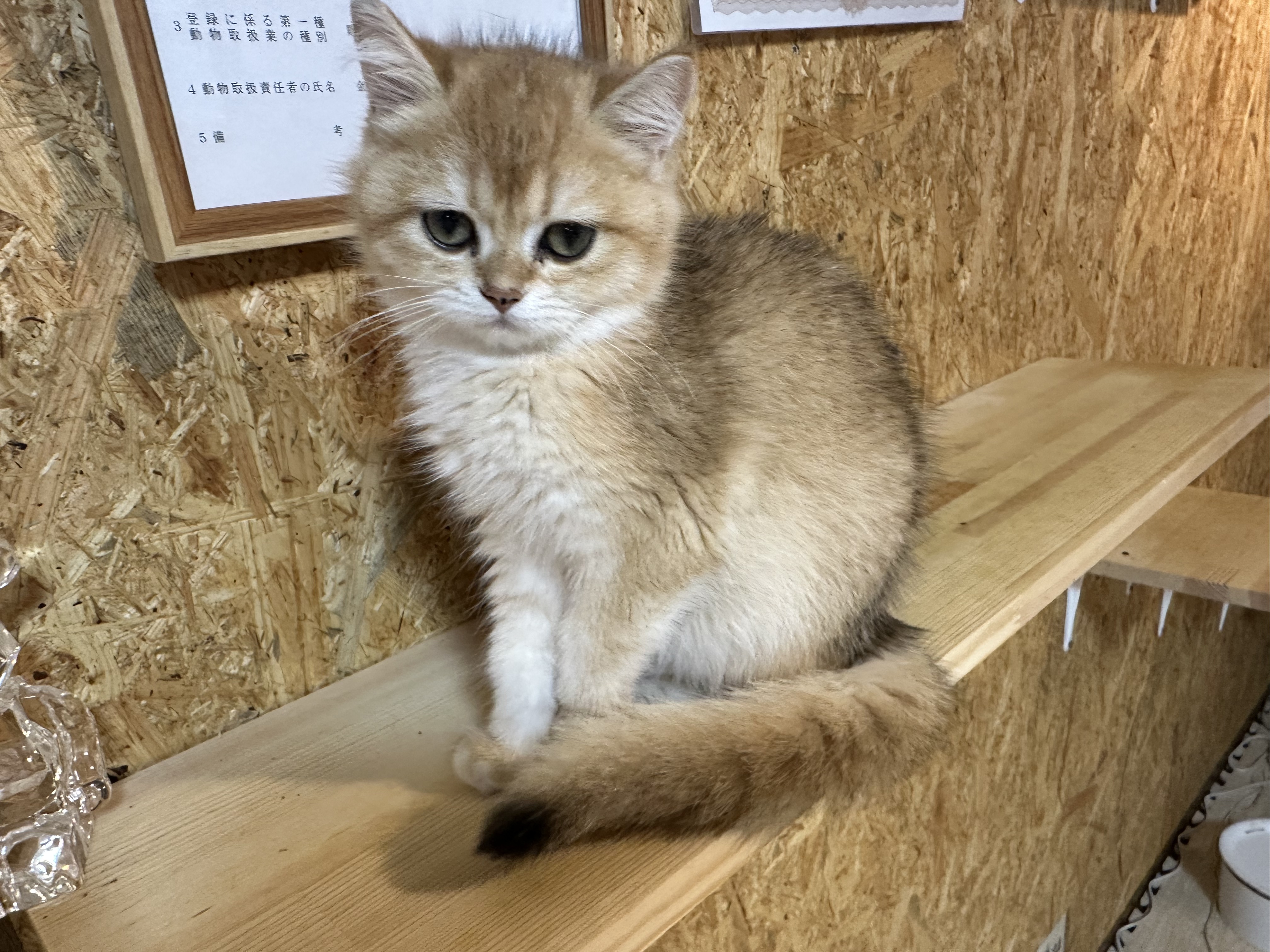 生まれた、販売　上品な可愛らしさと、明るく元気な魅力をあわせ持つ女の子の画像