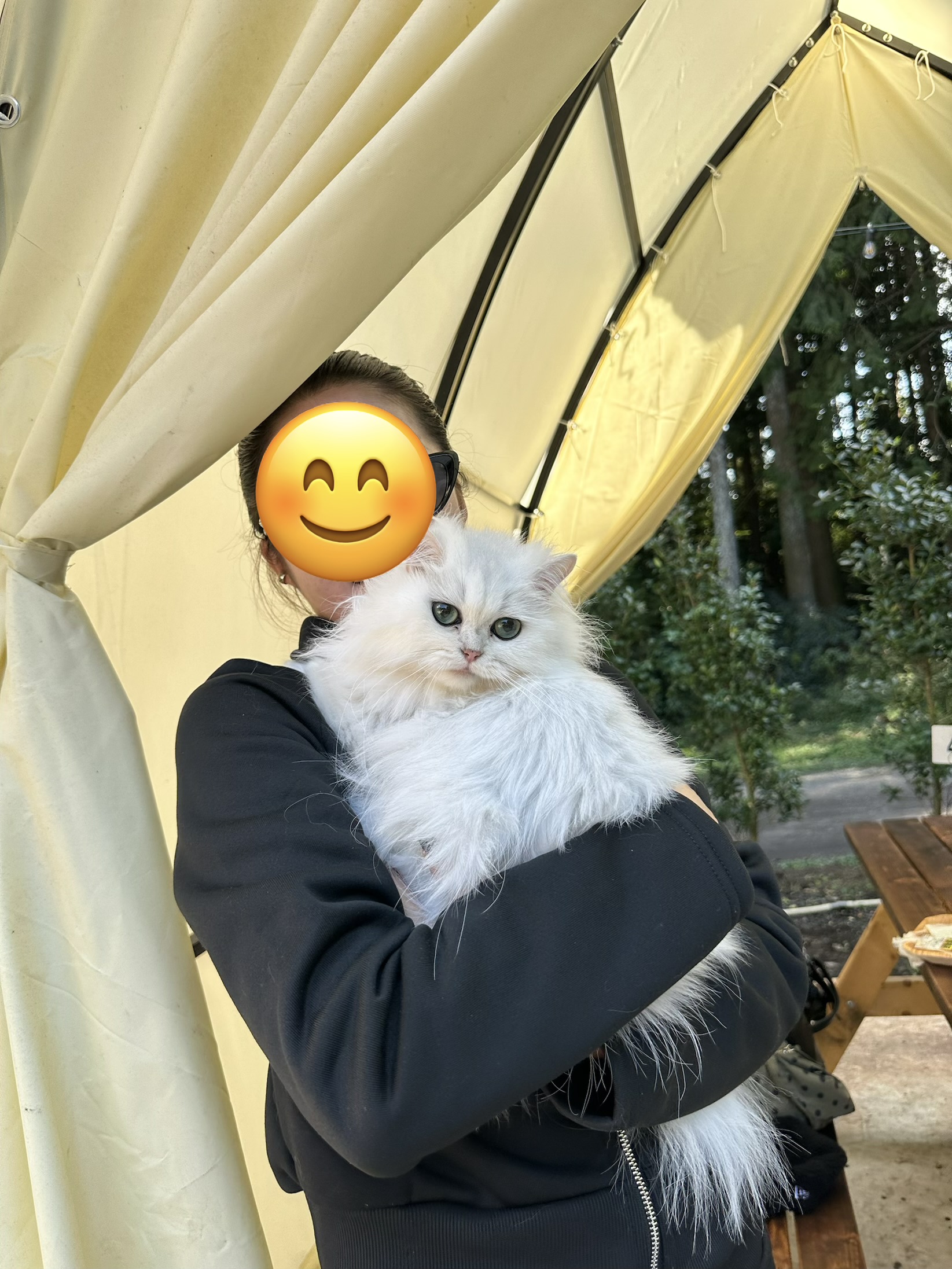 可愛い猫カフェも利用可能の画像