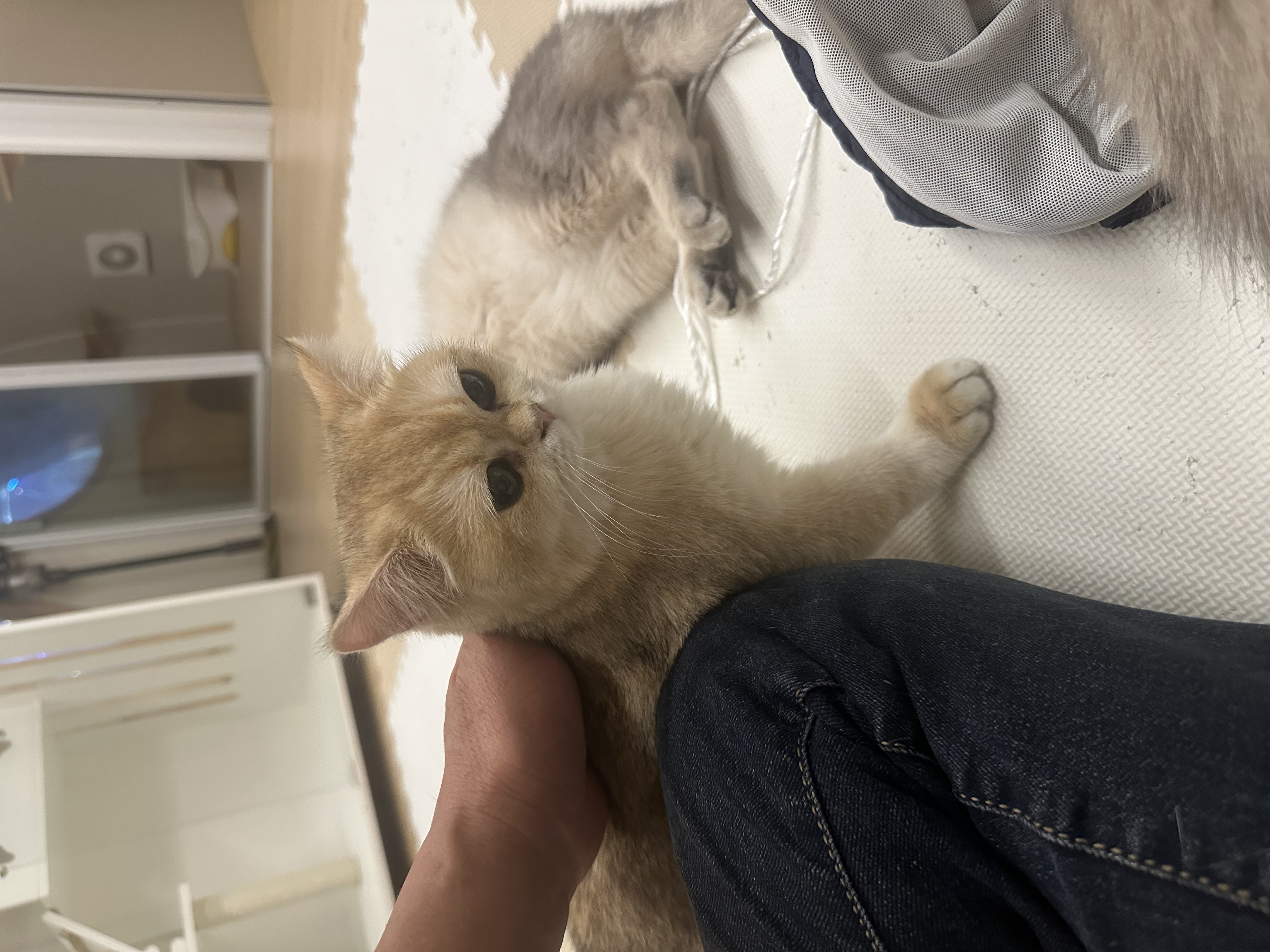 猫カフェの画像