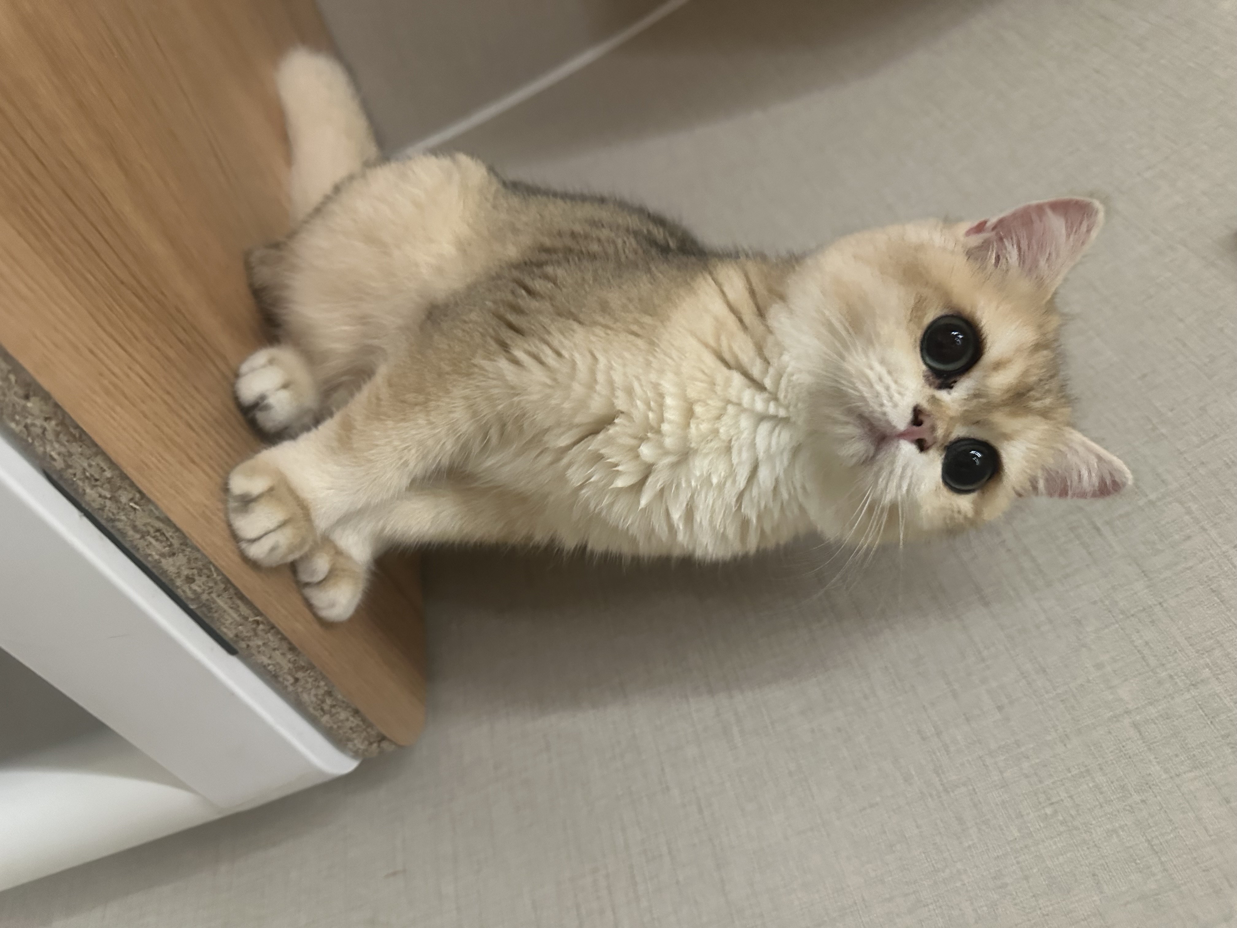 猫カフェの画像