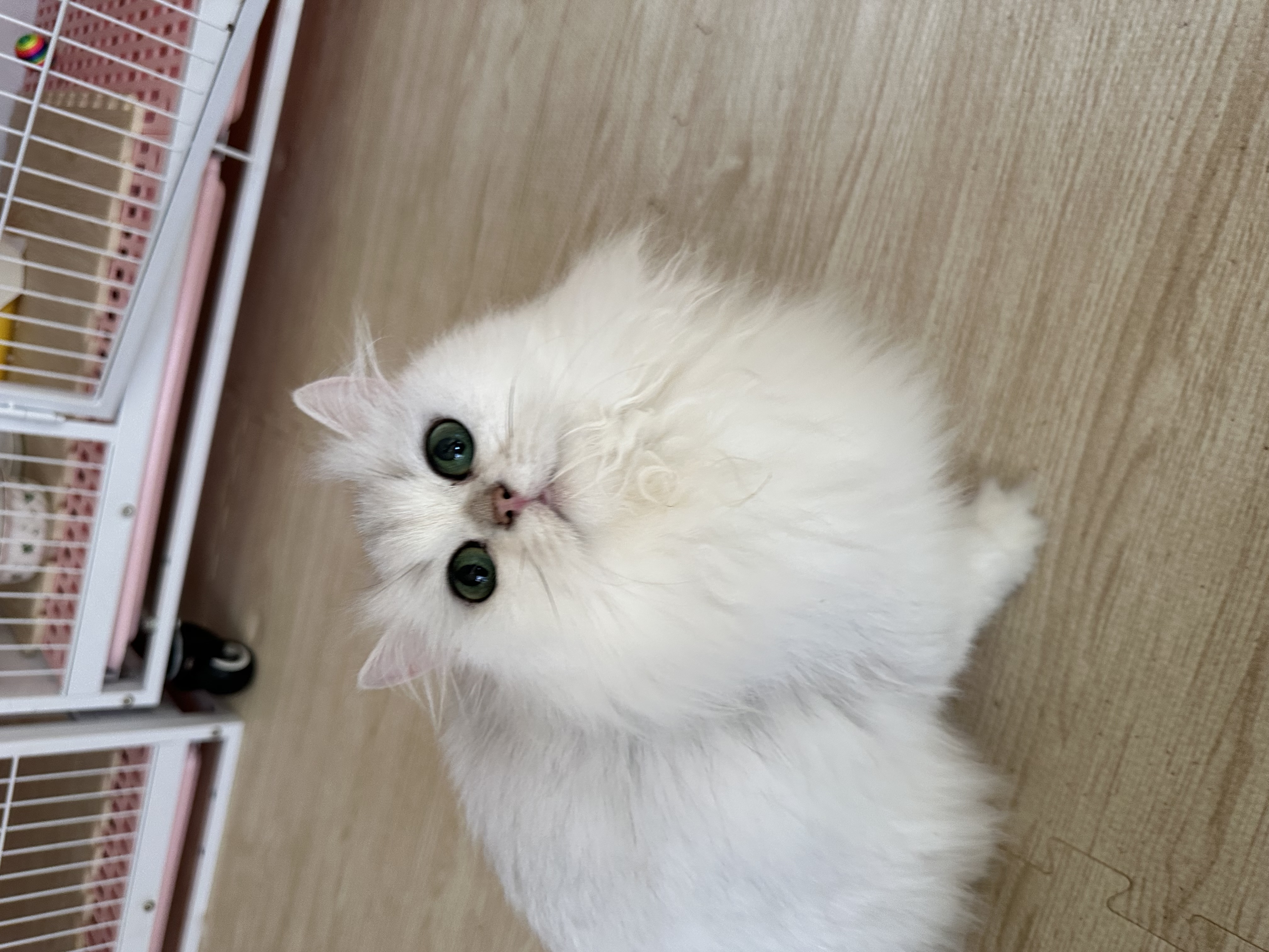 猫カフェの画像