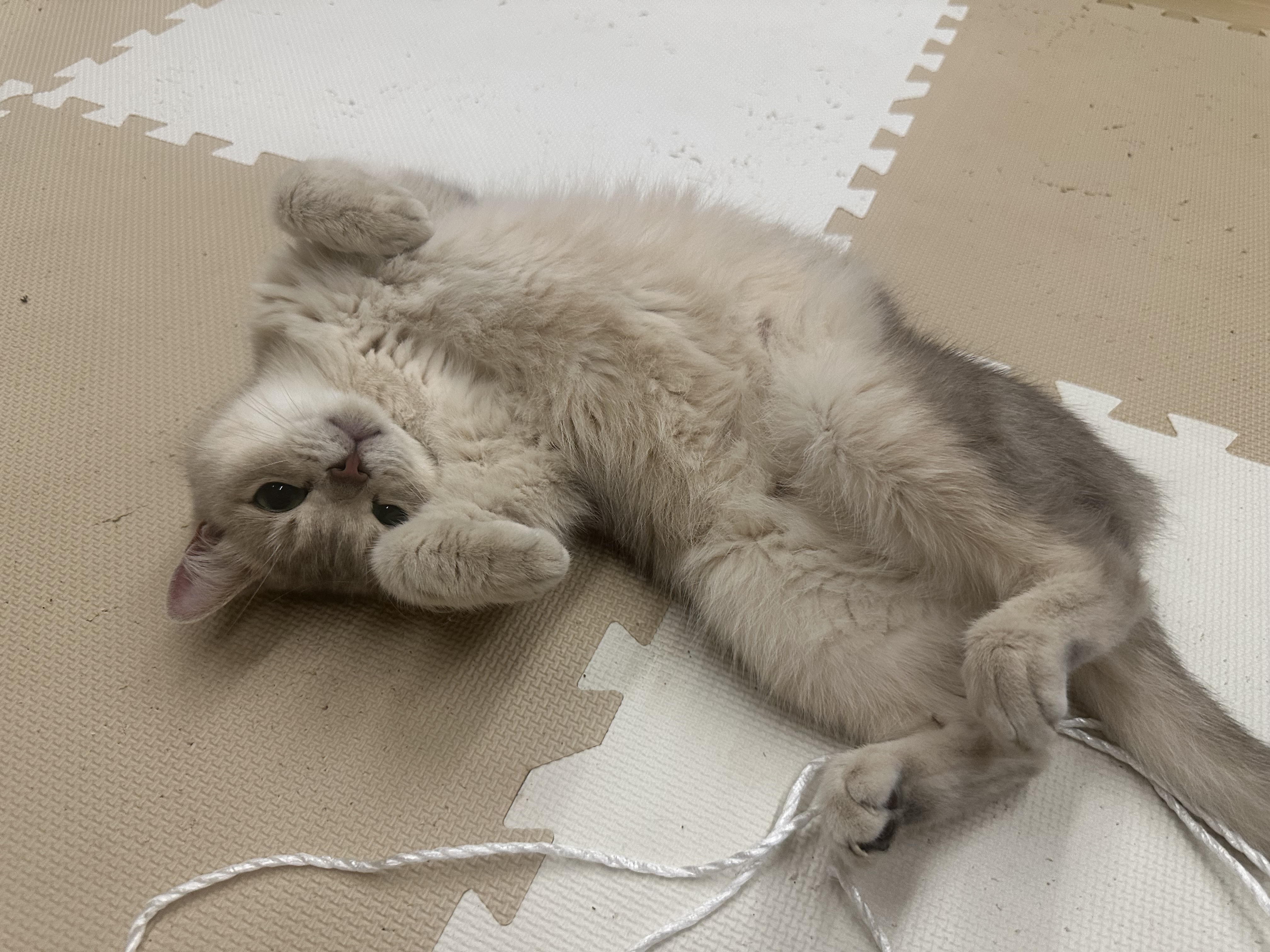 猫カフェの画像
