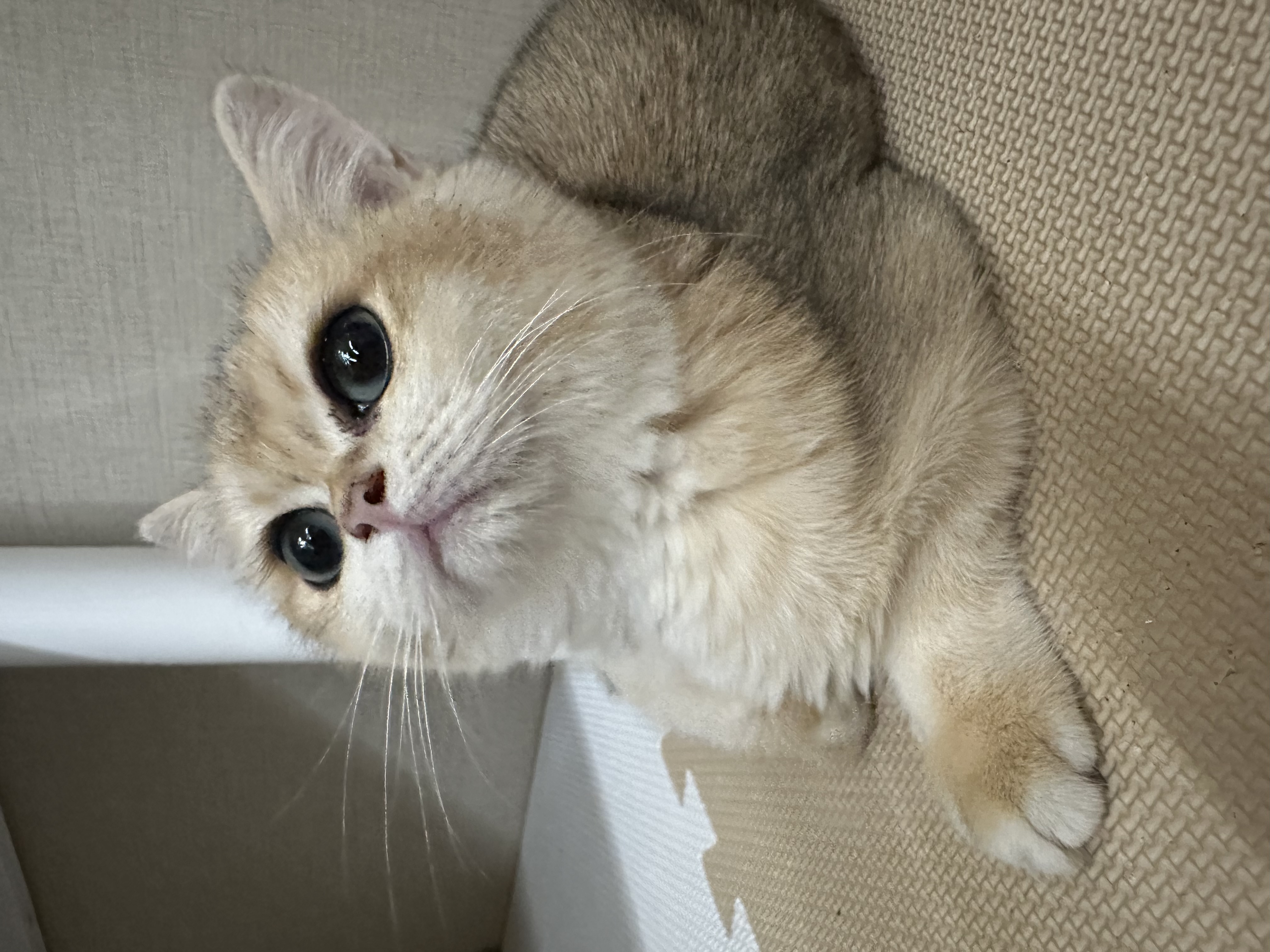 猫カフェの画像