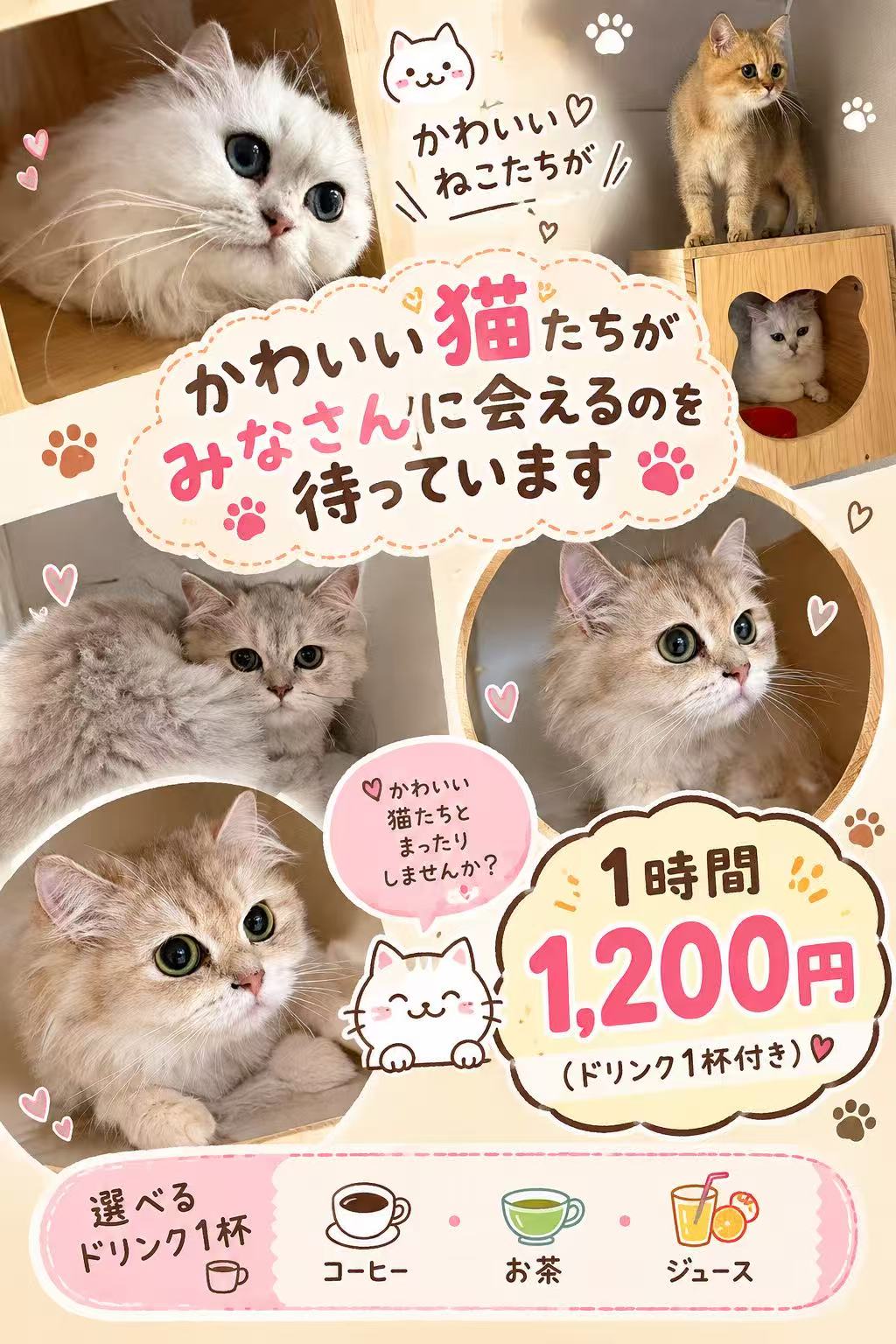 猫カフェの画像
