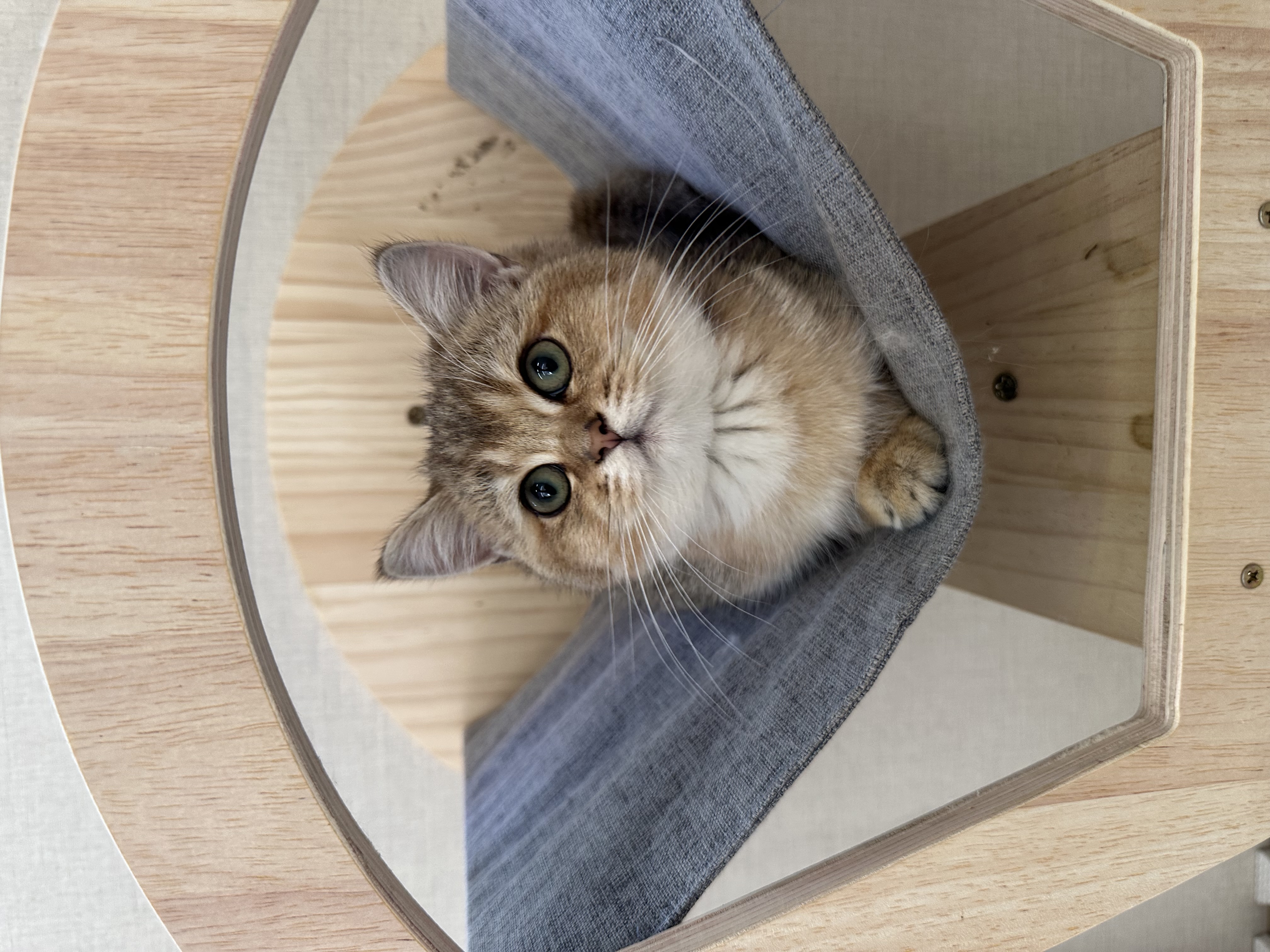 猫カフェの画像