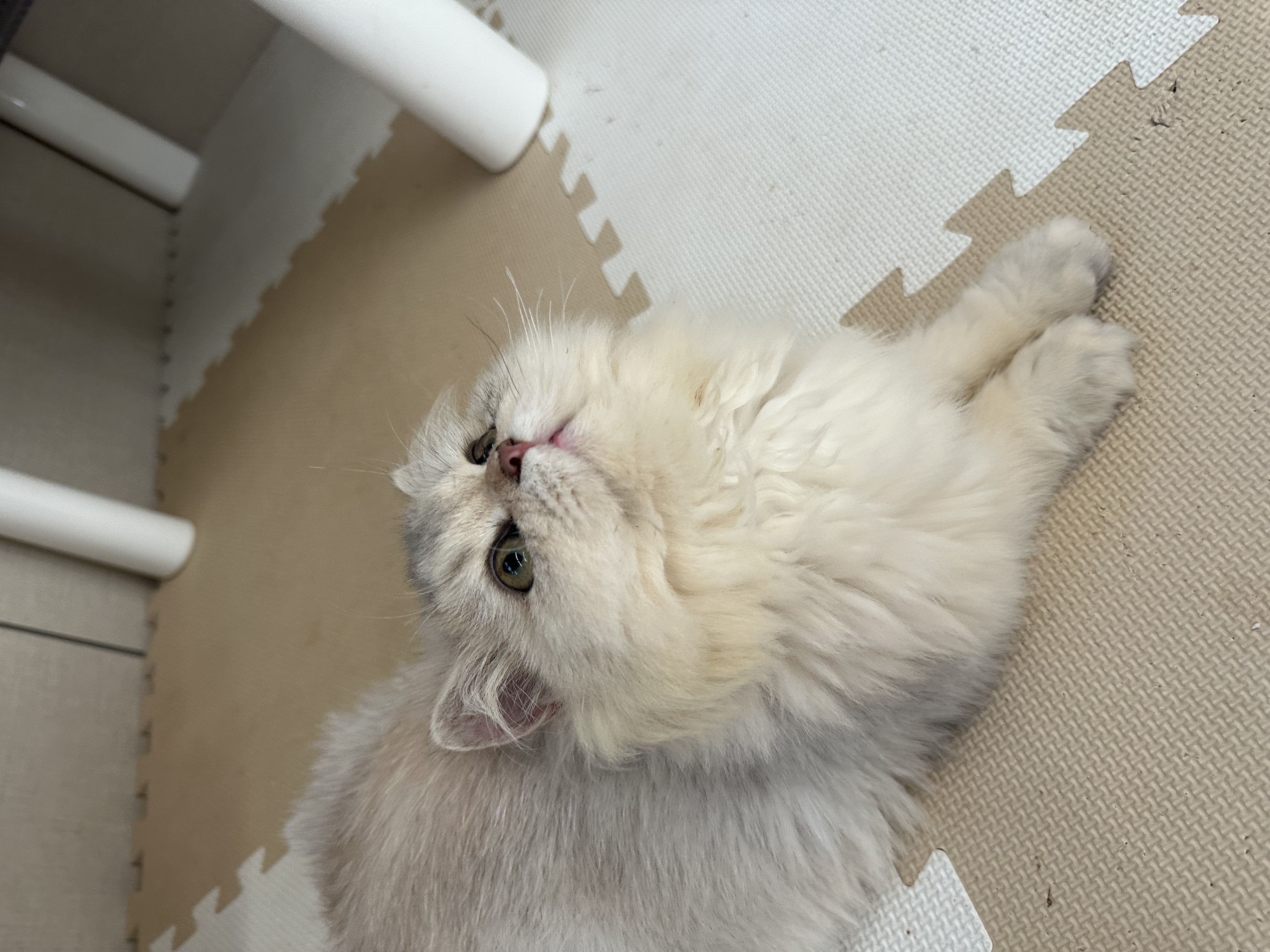 猫カフェの画像
