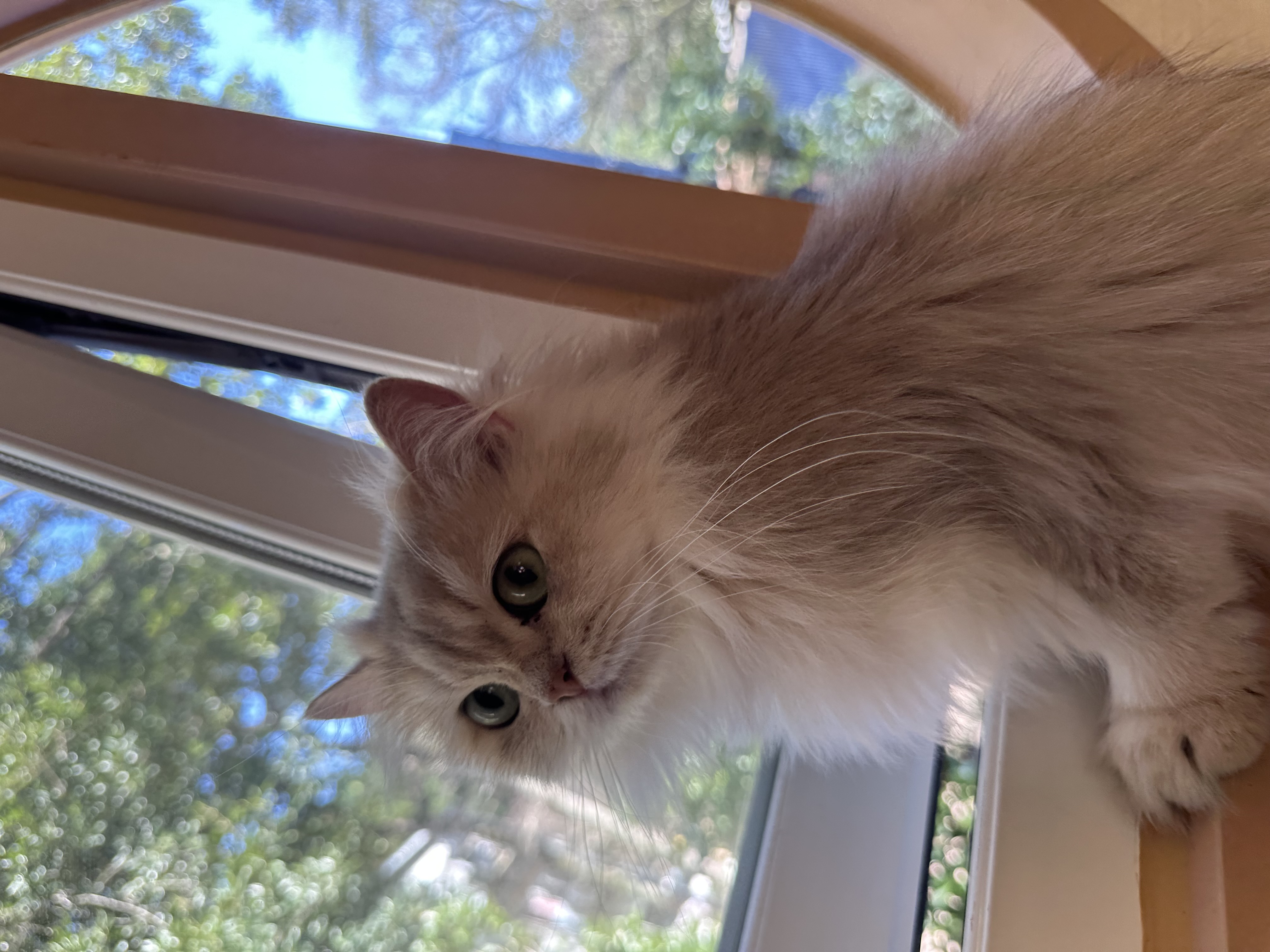 猫カフェの画像