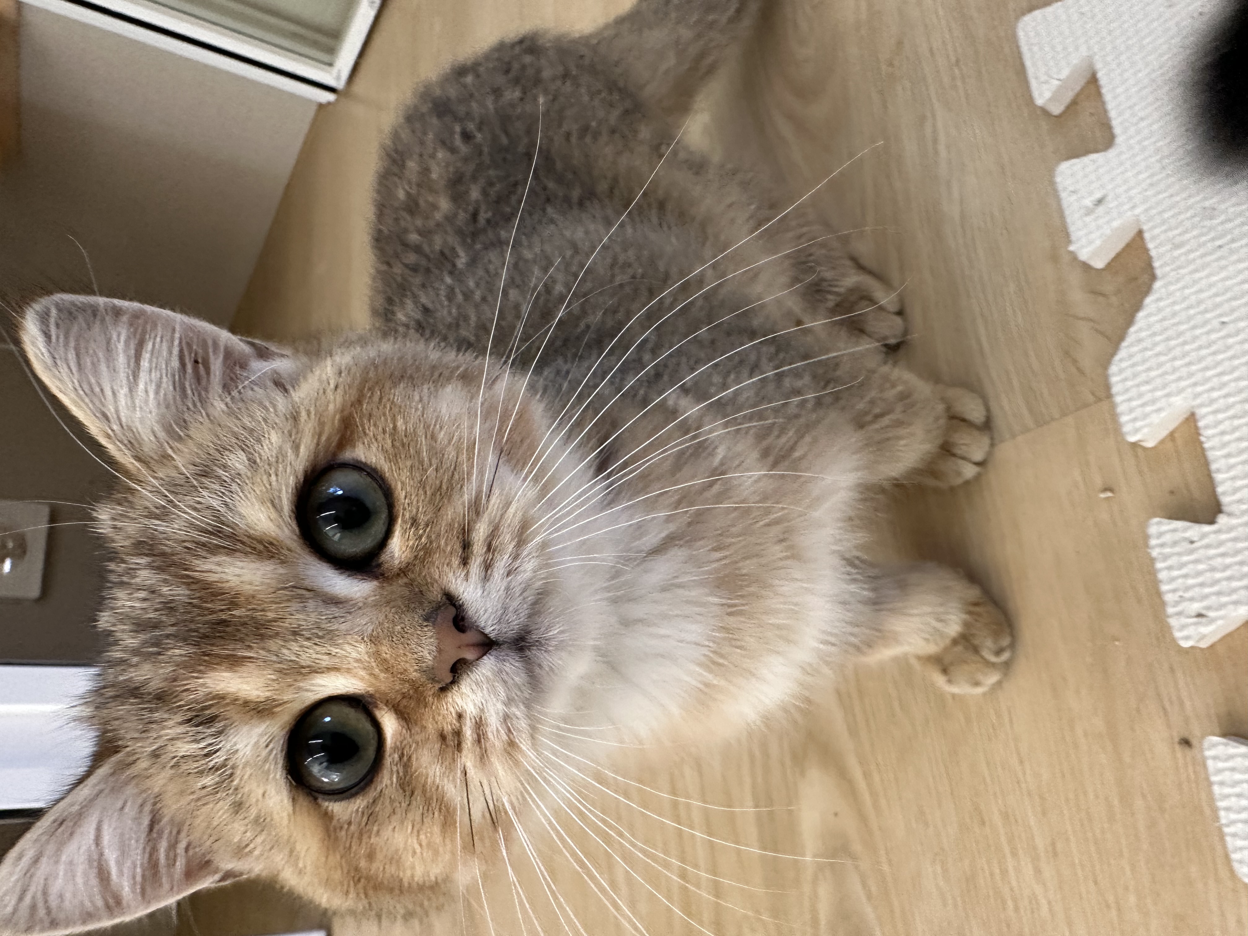 猫カフェの画像